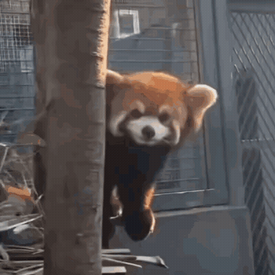 Red Panda Peeking Out Of Cage GIF