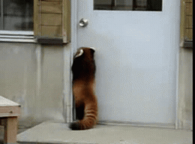 Red Panda Peeking Out Of Door GIF