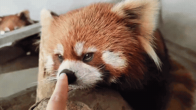 Red Panda Petting Finger GIF