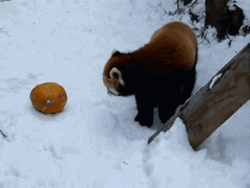 Red Panda Playing With Ball GIF