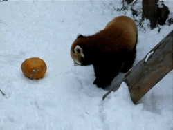Red Panda Rolling In Snow GIF