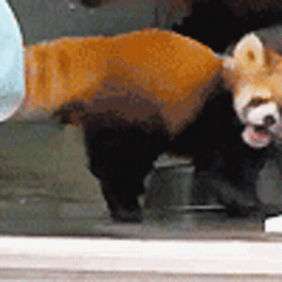 Red Panda Standing at Window With Tongue Out