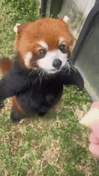 Red Panda Standing In Grass With Paws Outstretched GIF