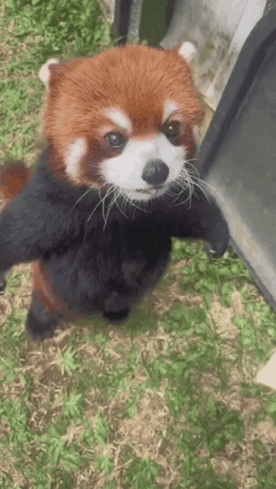 Red Panda Standing On Hind Legs In Grass Looking At Camera GIF