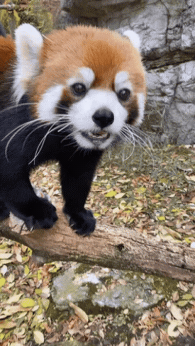 Red Panda Standing On Tree Branch GIF