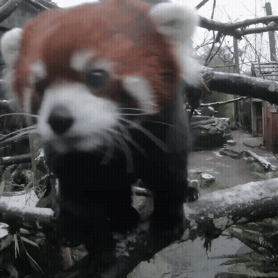 Red Panda Standing On Tree Branch GIF