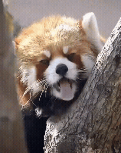 Red Panda Sticking Tongue Out On Tree Trunk GIF