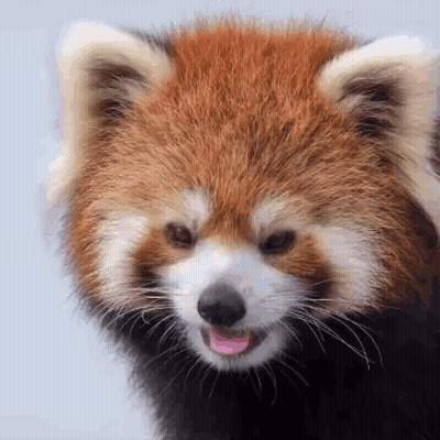 Red Panda Tongue Sticking Out GIF