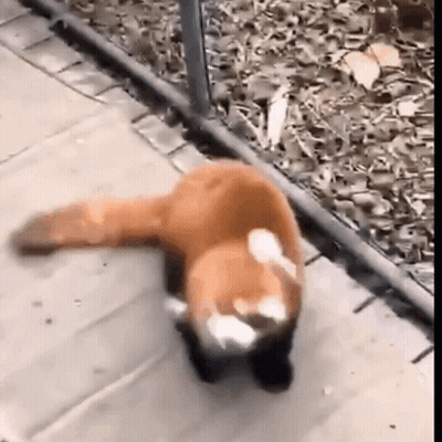 Red Panda Walking Across Sidewalk GIF