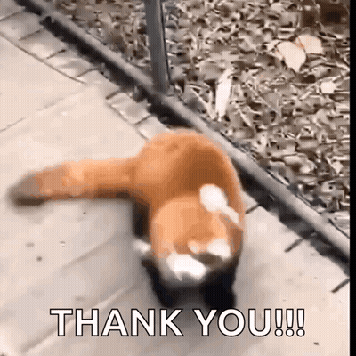 Red Panda Walking Down Sidewalk Saying Thank You GIF