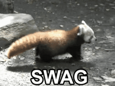 Red Panda Walking In Dirt With Swag GIF