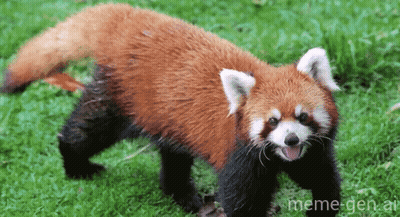 Red Panda Walking In Grass With Mouth Open GIF