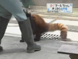 Red Panda Walking Like Human GIF