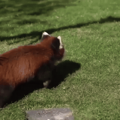 Red Panda Walking On Lush Green Lawn GIF