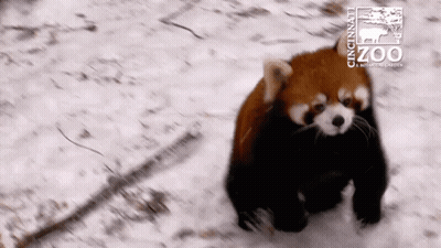 Red Panda Walking Through Snow At Cincinnati Zoo GIF