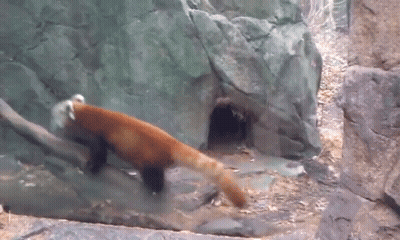 Red Panda Walking Through Tunnel In Rocky Area GIF