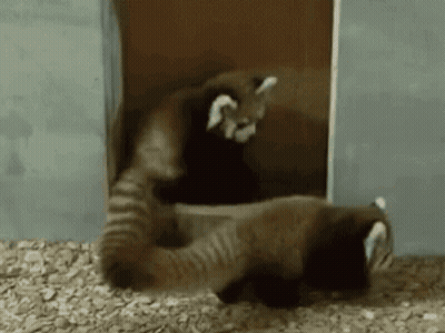 Red Pandas Playing Together GIF