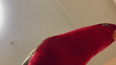Red Parrot Face With Yellow Beak GIF
