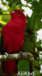 Red Parrot In The Forest GIF