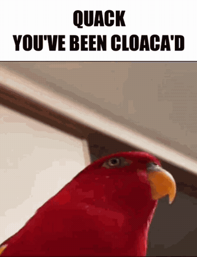Red Parrot Quack You've Been Cloaca'd GIF