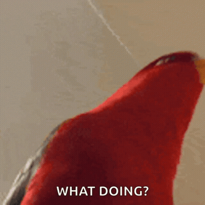 Red Parrot Saying What Doing GIF