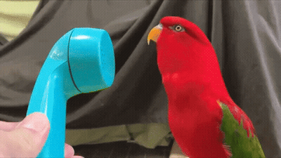 Red Parrot Standing Next To Blue Toy Phone GIF