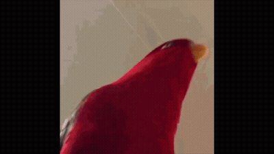 Red Parrot With Blood On Beak Saying Naber GIF