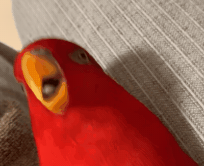 Red Parrot With Yellow Beak Sitting On Couch GIF