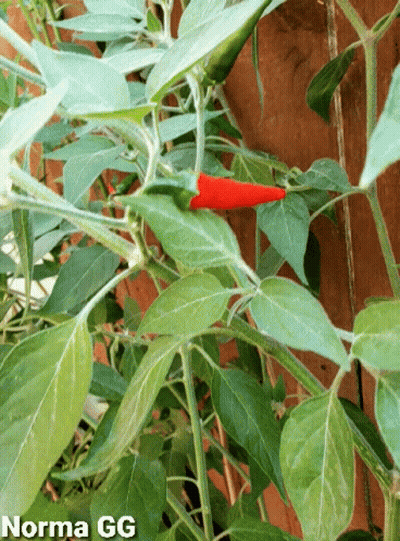 Red Pepper Growing On Plant With Norma GG GIF