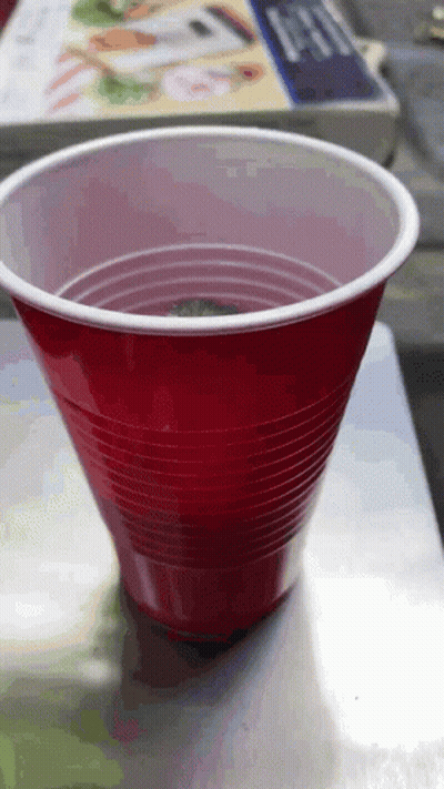 Red Plastic Cup With White Rim GIF
