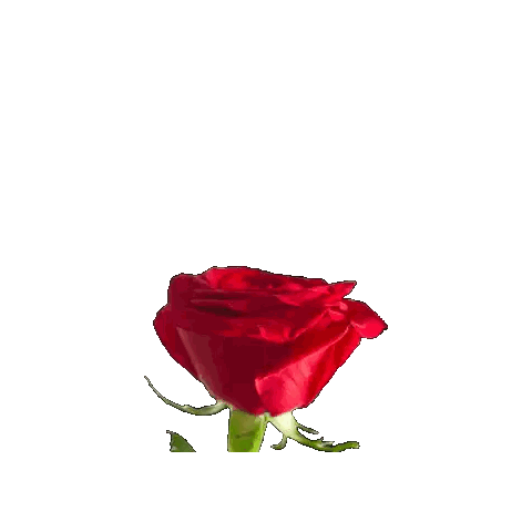 Red Rose Sticker