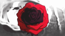 Red Rose Blood Anime Death Flower