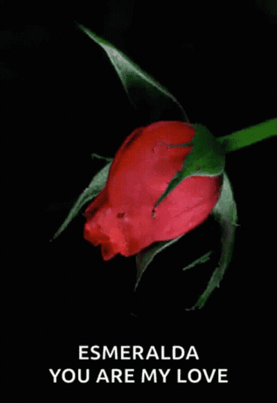 Red Rose Bouquet With Bonita Tarde GIF