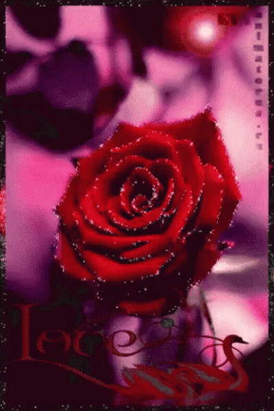 Red Rose Close Up GIF