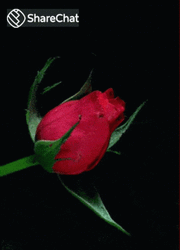 Red Rose Flower Blooming GIF