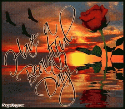 Red Rose Have A Beautiful Day GIF