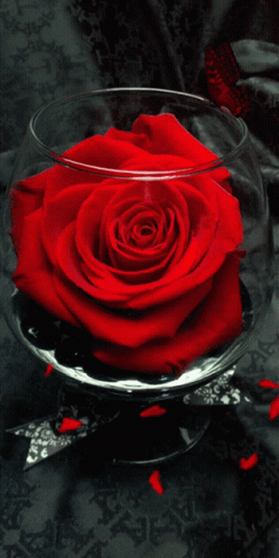 Red Rose In Glass Bowl With Butterfly GIF