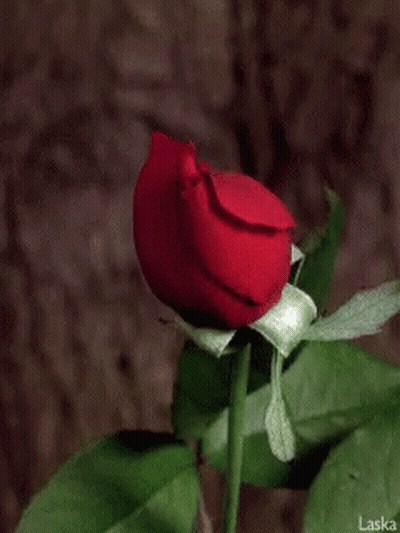 Red Rose Laska GIF