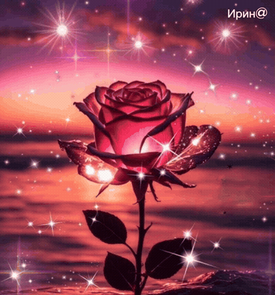 Red Rose Lit Up in Front of Sunset With Irin @