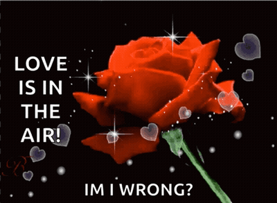 Red Rose Love Is In The Air GIF