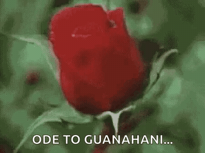 Red Rose Ode To Guanahani GIF