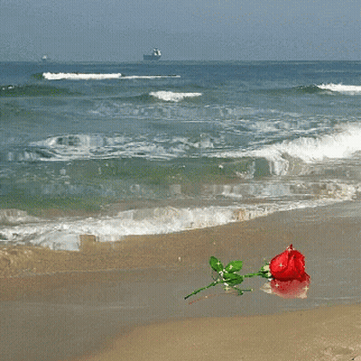 Red Rose On Sandy Beach With Boat GIF