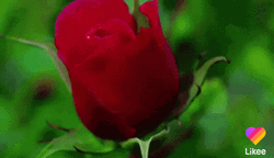 Red Rose Open Cute Animal