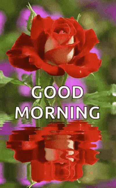Red Rose Reflected In Water Saying Good Morning GIF