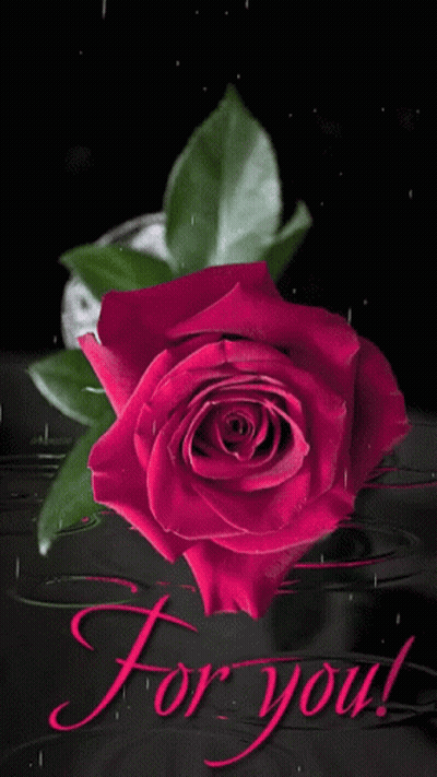 Red Rose Saying For You GIF