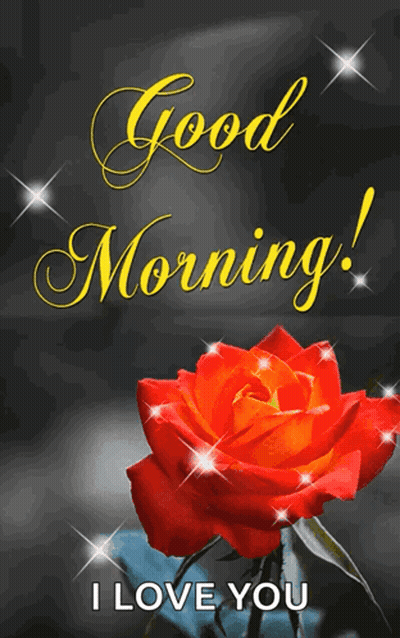 Red Rose Saying Good Morning I Love You GIF