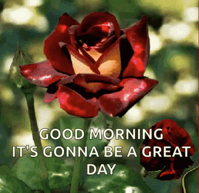 Red Rose Saying Good Morning It's Gonna Be A Great Day GIF