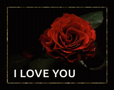 Red Rose Saying I Love You GIF