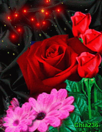 Red Rose Surrounded By Pink Flowers Chia236 GIF