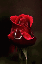Red Rose Waterdrop